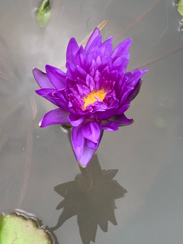 lotus flowers2.jpg