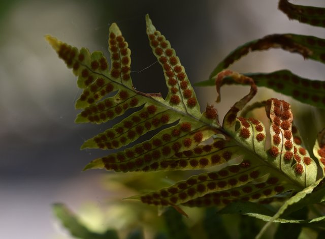 fern spores macro 1.jpg