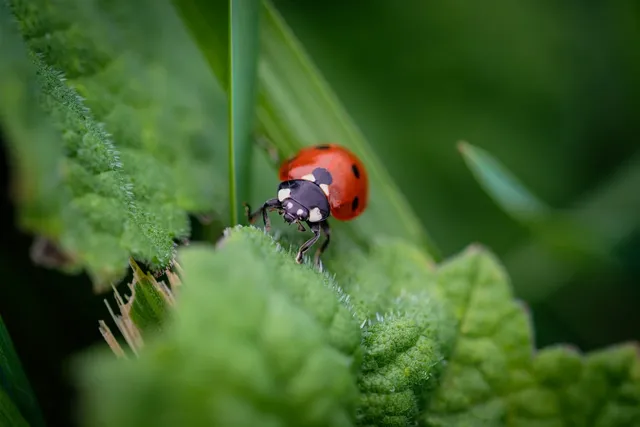 coccinellidae-8146623_1280.webp