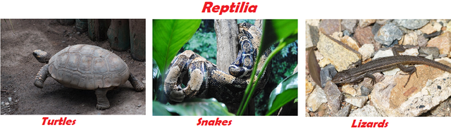 reptile.png