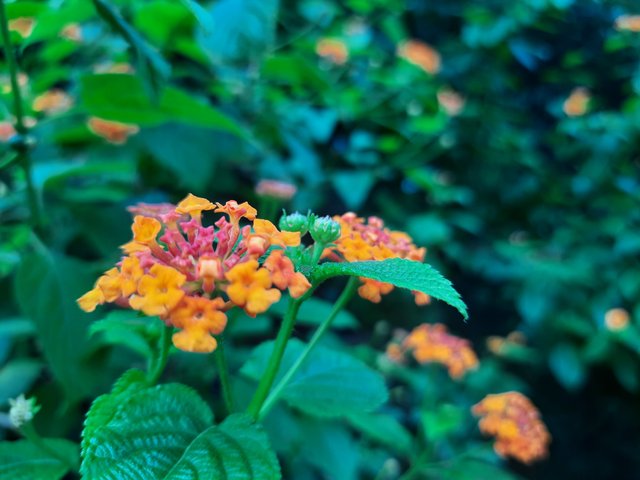 20210910_081407.jpg