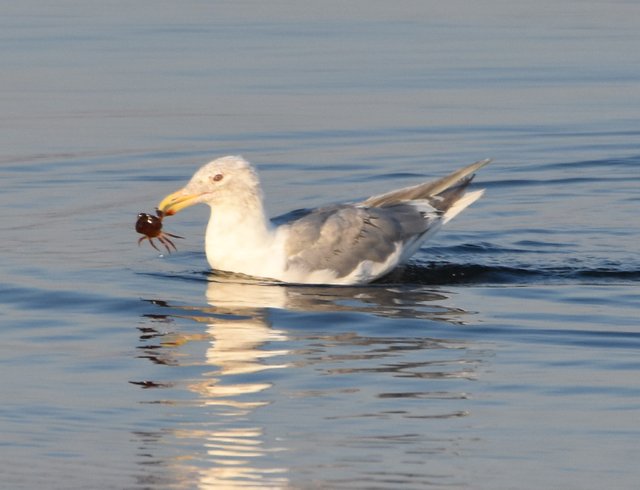 Gull with crab.JPG