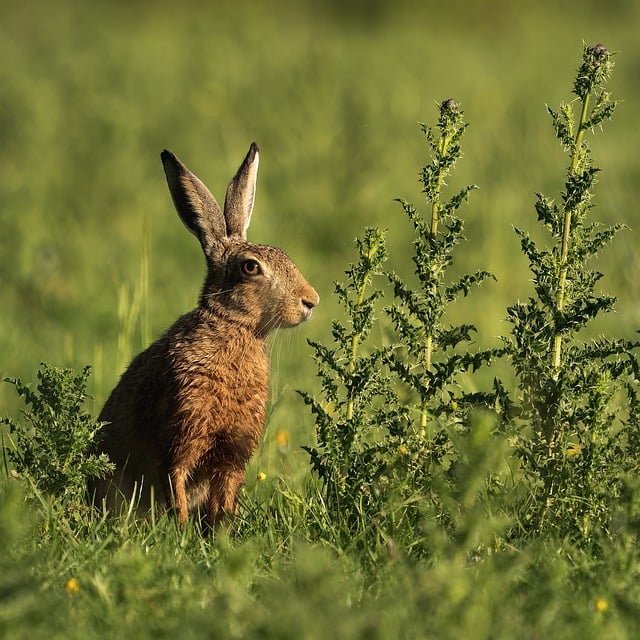 hare-9457418_640.jpg