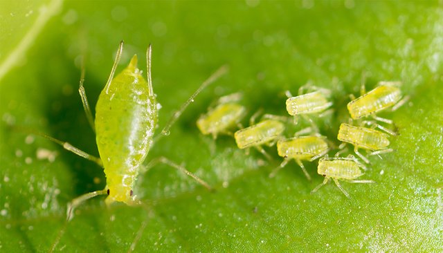 Aphids-Blog.jpg