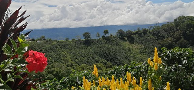 Cultivos de café de mi pueblo.jpg