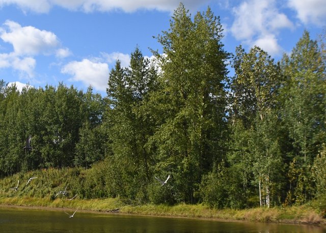 057 9-1 moose river trees.jpg