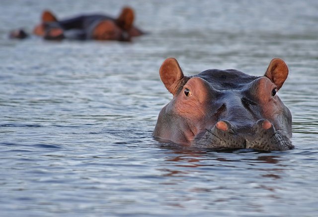 hippo-515027_1280.jpg