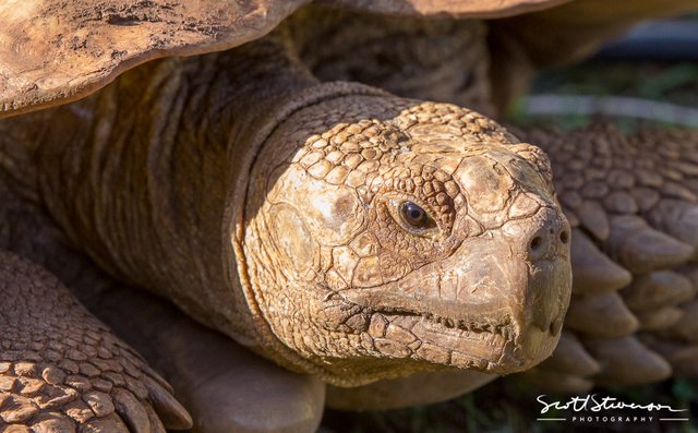 African spurred tortoise-1.jpg