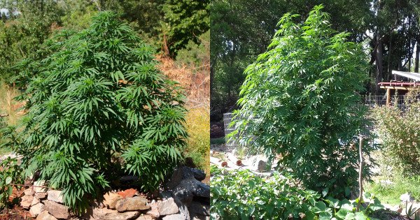 cannabisbaum.jpg
