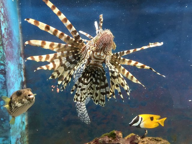 nature-lionfish-aquariums-.jpg