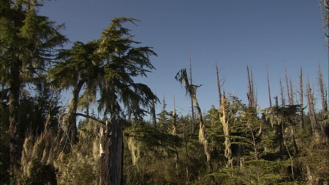 869864044-dead-plant-dead-tree-yukon-territory-deadwood.jpg