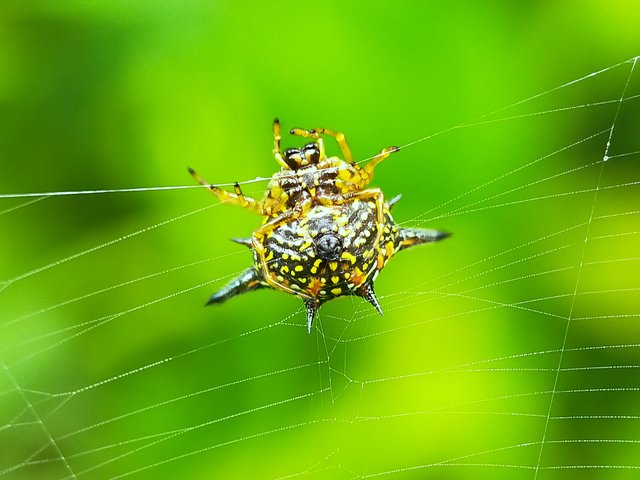 Horned Spider (34).jpg