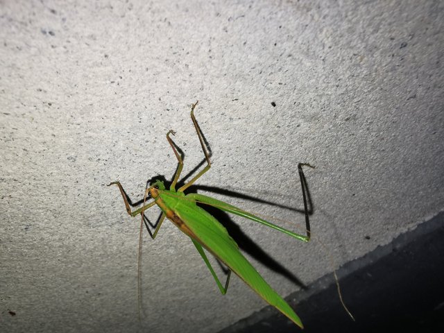 IMG_20241030_005533.jpg