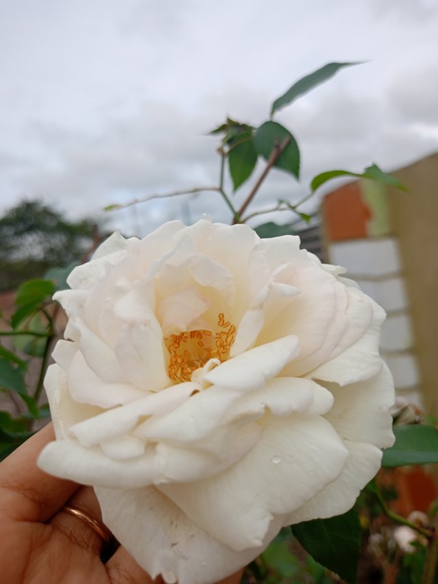 IMG20250406144118.jpg