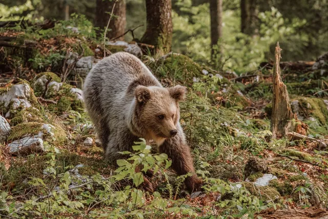 bear-watching-ljubljana.webp