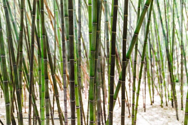 background-green-bamboo-grove_23-2147835028.jpg