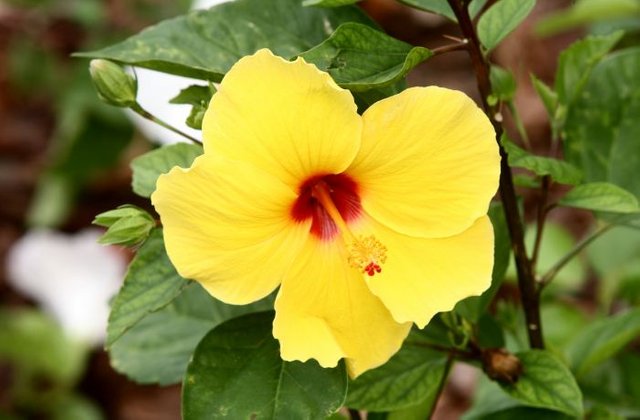 yellow_hibiscus_flower_india.jpg
