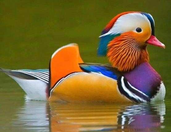 Mandarin duck.jpg