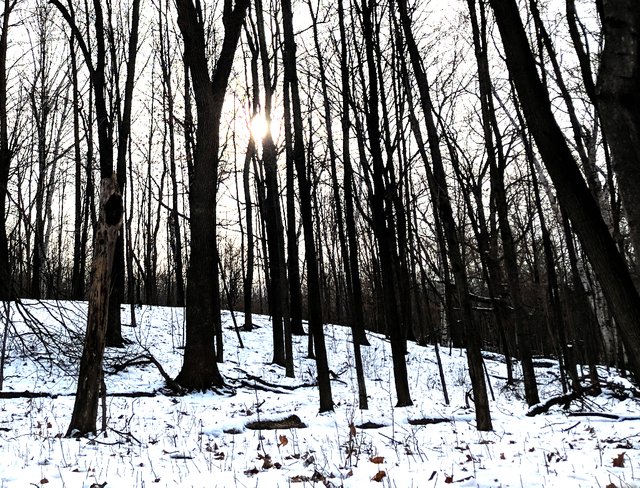winter woods.jpg