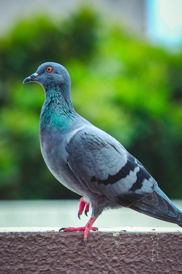 Bush Pigeon.jpg