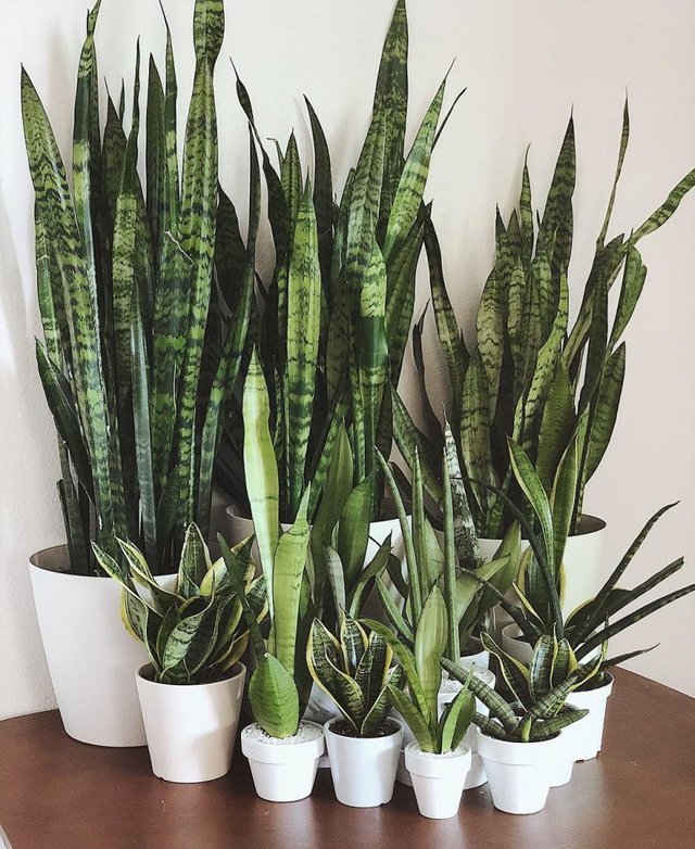 sansevieria-trifasciata-snake-plant-sc-838x1024.jpg