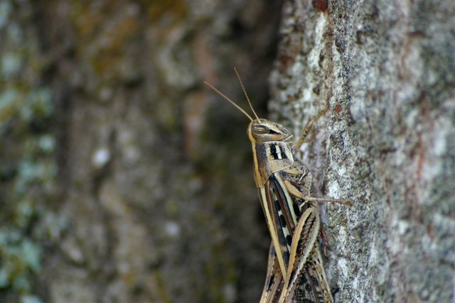 grasshopper 1.jpg