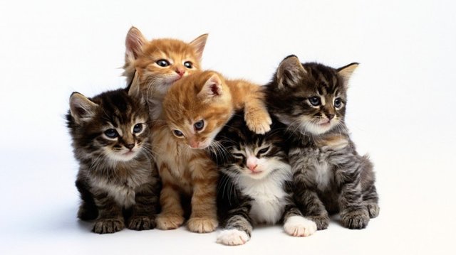 cute-cat-wallpapers-hd-1024x575.jpg