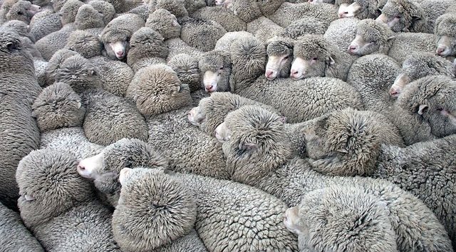 0_sheep-3661084__480.jpg