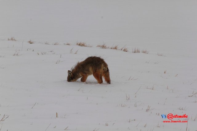 animal-photography wildlife coyote PFW11_0394.JPG