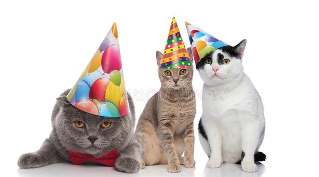 three-adorable-cats-birthday-party-sitting-lying-white-background-127570862.jpg