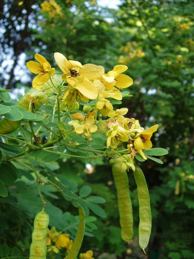 Queen Sirikit Park - flower