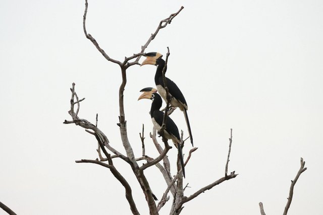 free-photo-of-burung-burung-kehidupan-liar-fotografi-binatang-ilmu-burung.jpeg