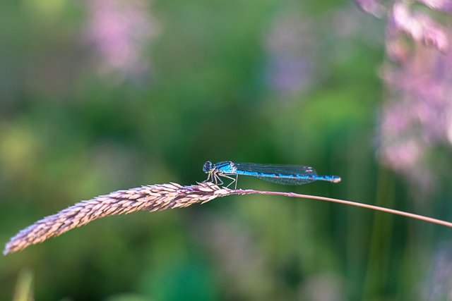 14-06-2018-libelle-06371.jpg