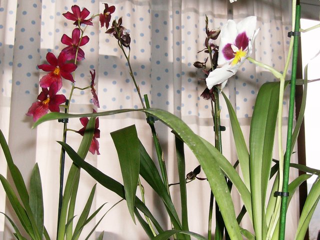 orchidsnon-psychadelic.jpg
