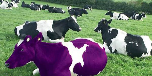 purple-cow.jpg