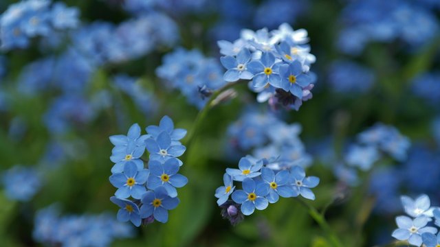 forget-me-not-748799_1280.jpg