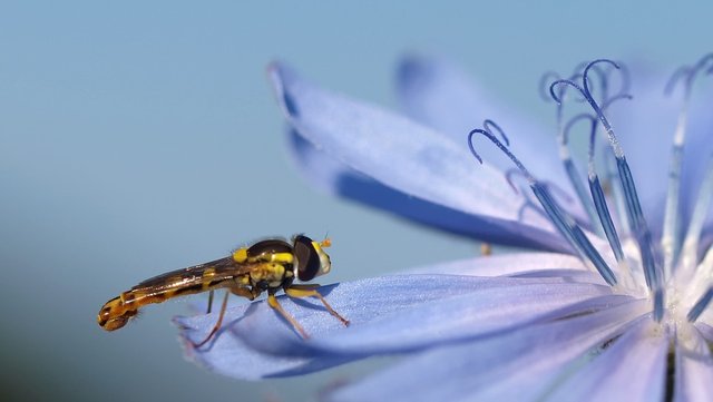 hoverfly-1596602_960_720.jpg