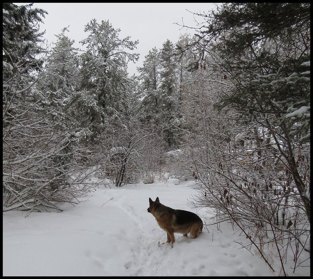 Bruno sitting in snow by snowy trees just coming into our yard.JPG