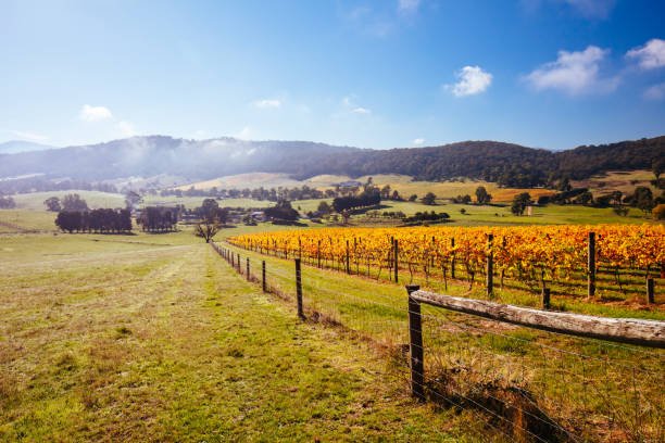 yarra-valley-vineyard-and-landscape-in-australia (1).jpg
