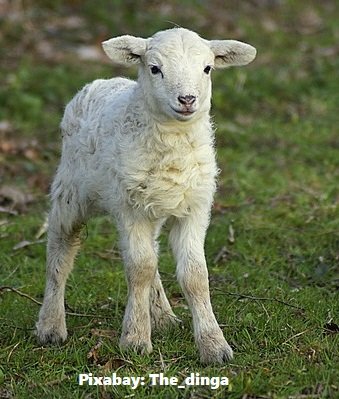 lamb huntingtons conscience.jpg