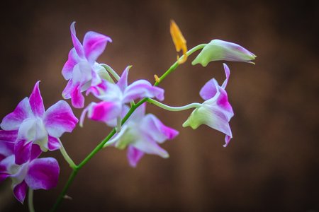 83440663-beautiful-purple-dendrobium-orchid-flowers-on-the-dark-background-selective-focus.jpg