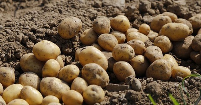 grow-potatoes-off-grid-fb.jpg