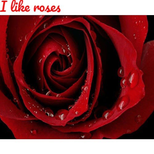 red-rose-flower-500x500 (2).jpg