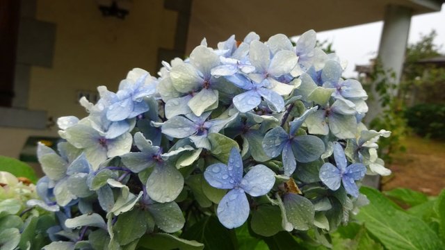 hortensias lluviosas.jpg