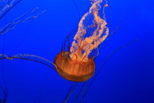 Aquarium-YellyFish-04.jpg