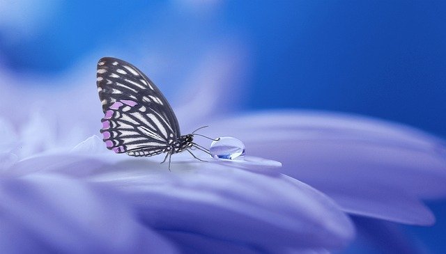 butterfly-3054736_640.jpg