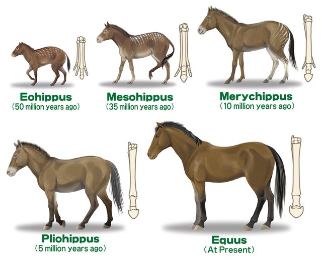 Evolutionprocessofhorses.jpg