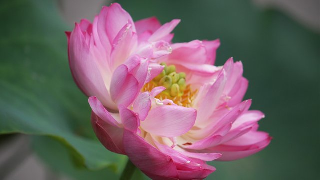 Blooming_Pink_Lotus_Photo_Desktop_Wallpaper_03_1366x768.jpg