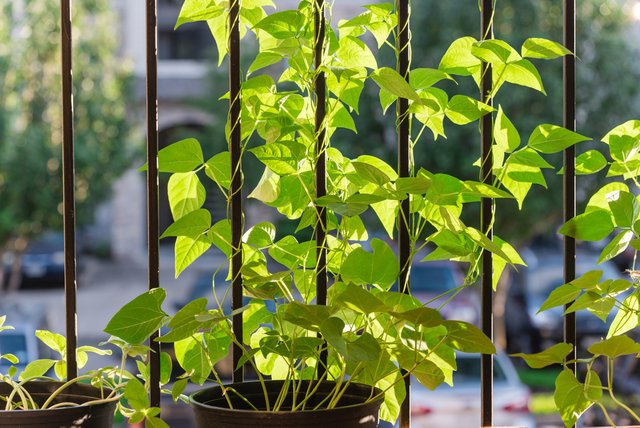 planta-de-frijol-en-maceta.jpg