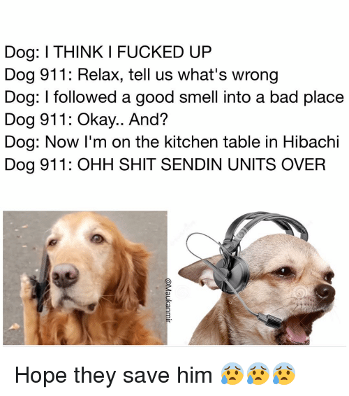 dog-l-think-i-fucked-up-dog-911-relax-tell-13316399.png